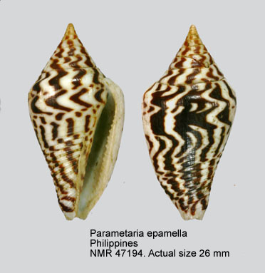 Parametaria epamella (6).jpg - Parametaria epamella(Duclos,1840)